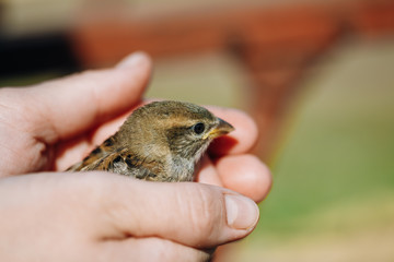 Young Bird House Sparrow Chick In Female Hands.