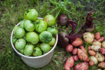 Harvest of fresh vegetables