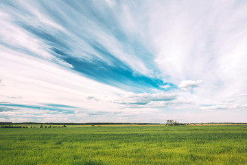 Obraz premium Green Field In Spring Season. Agricultural Rural Landscape At Evening