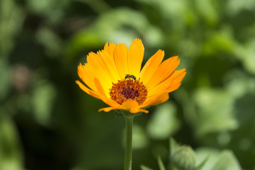 Obraz premium Midge on flowers