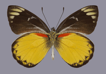 Butterfly Delias belisama nakula (underside) on a gray background