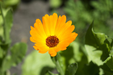Sunny orange flower