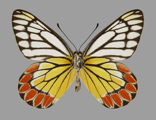 Butterfly Delias eucharis (Common Jezebel) (underside) on a gray background