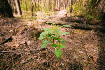 Focus On Vernal Sprout Of Wild Raspberries, Pushing Through Layer