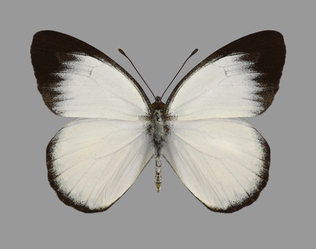 Butterfly Delias belisama nakula on a gray background