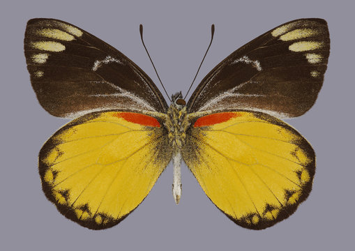 Butterfly Delias belisama nakula (underside) on a gray background