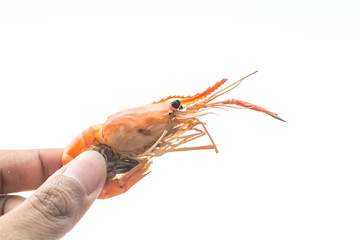 Isolated hand holding a grilled orange shrimp