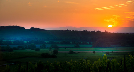 Früher Morgen in den Weinbergen