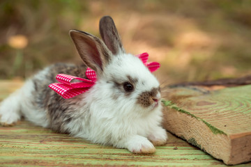 Cute little bunny rabbit