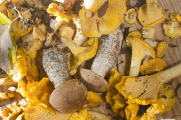 edible mushrooms