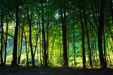Silhouettes tree trunks in background green forest at dawn