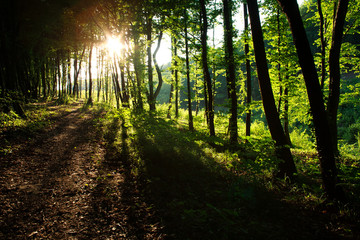 Rays of sunlight in green summer forest at sunset
