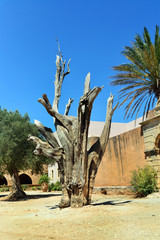 Arkadi Monastery tree