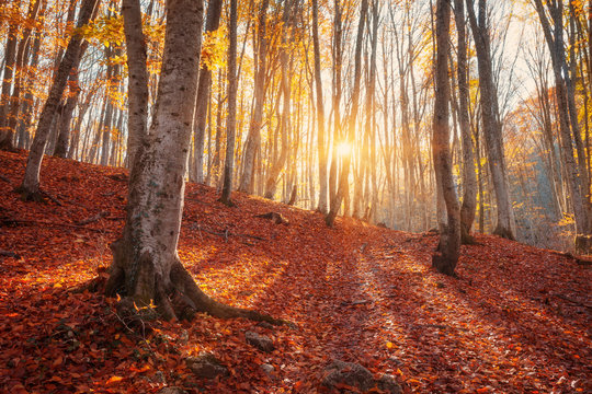 Fototapeta Colorful autumn landscape with trees and orange and res leaves. Mountain forest at sunset in Crimea. Nature