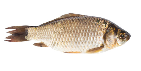 crusian carp isolated on white