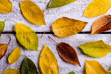 Autumn composition. Various colorful leaves. Studio shot, wooden