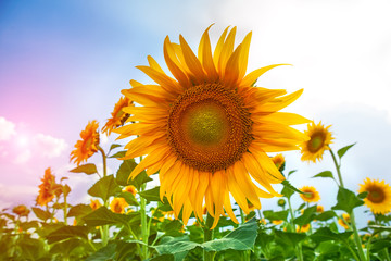 sunflowers field with blue sky