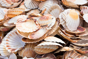 Scallop shells heap