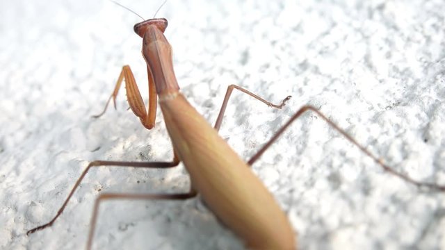 Close up  video of a subadult Praying Mantis