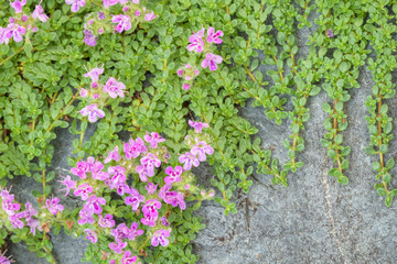 Creeping thyme with pink flowers over a blue gray stone, as a background
