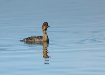 Red-breasted Merganser - Female (mergus serrator)