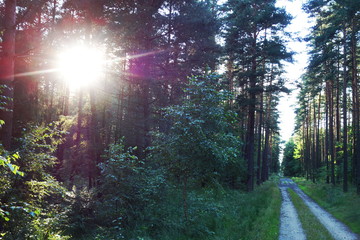 Fototapeta na wymiar Morning forest