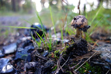 Beautiful single toadstool in forest