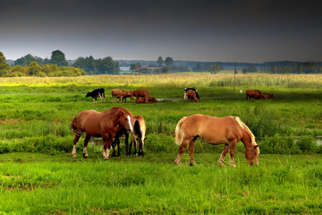 Narwiański Park Narodowy - Polska  © Wojciech Lisiński