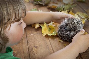 Young hedgehog and boy in autumn leaves © Chepko Danil