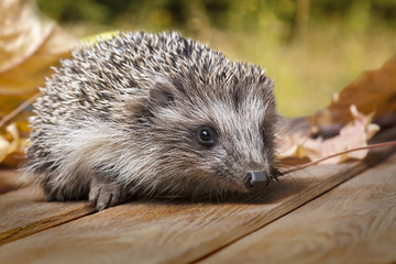 Young hedgehog in autumn leaves