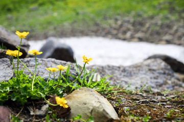 buttercup flowers between stones in the snowy mountains