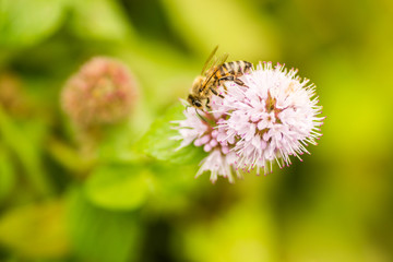 bees on flowers meadow