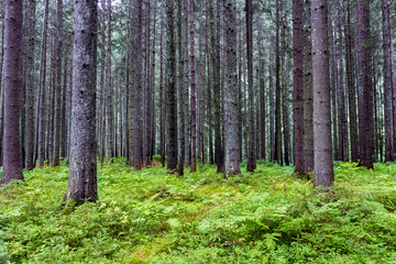 Deep moss forest landscape in summer. Background trees.