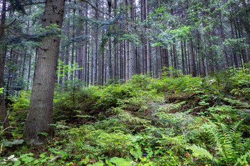Deep moss forest landscape in summer. Background trees.