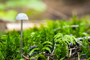 Mushrooms in deep moss forest with green fresh moss