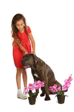 Beautiful girl in red dress stroking a big dog near orchids in pots isolated on white