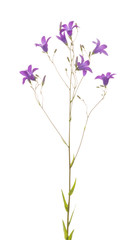 Fototapeta na wymiar Flowers wild bluebell