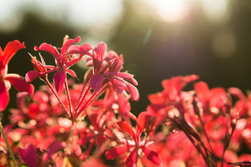 Beautiful spring/summer background with pink flowers