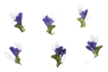 Set of pressed and dried blue flowers echium vulgare
