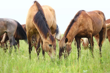 Naklejka na ściany i meble Beautiful horses graze on grass field