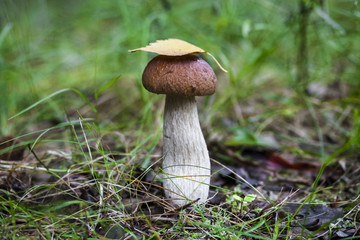 Mushroom porcini on moss in forest.