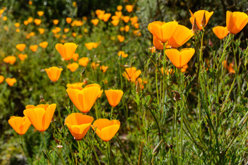 California State Flower Poppy