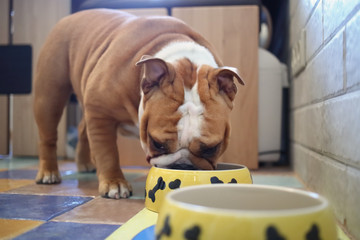 English Bulldog eating from yellow bowl in the kitchen