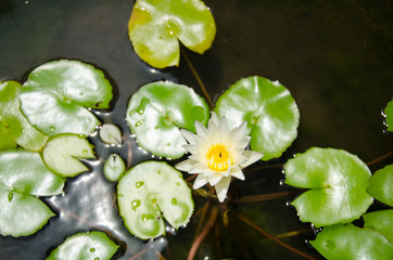 Obraz na płótnie Canvas White Thai Lotus Flower Bangkok, Thailand
