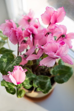 Pink flowers of cyclamen in plastic pot on table at kitchen.