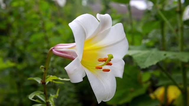 White lilies blowing in the wind 