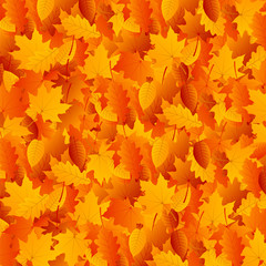 Fototapeta premium Autumn Leaves Background