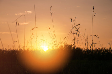 Dry grass on sunset