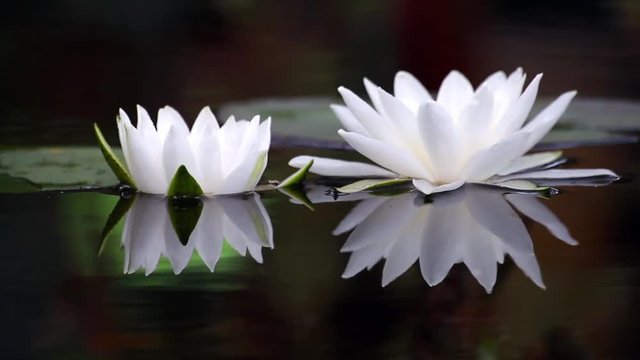 White water lily  in a pond. Lotus flower. Waterlilly background. Waterlillies video footage