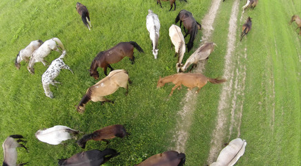 Aerial view of the horses eating grass in a field.